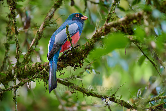 Slaty-tailed trogon (Trogon massena)