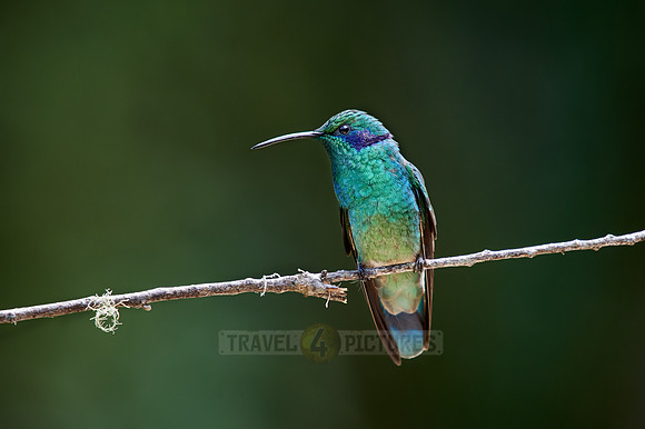 lesser violetear (Colibri cyanotus)