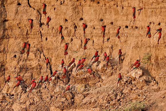 Kolonie Karminspinte (Merops nubicus) |southern carmine bee-eater (Merops nubicoides)|
