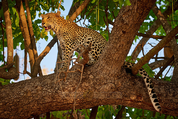 young African leopard on a tree