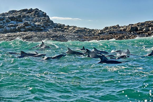 herd of hunting bottlenose dolphin