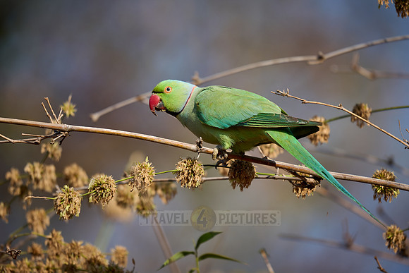 Indian rose-ringed parakeet (Psittacula krameri manillensis)