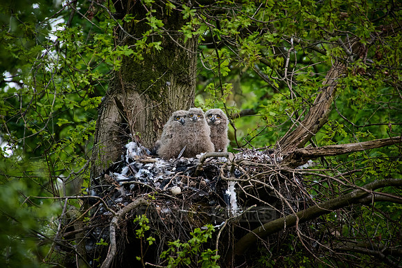 Eurasian eagle-owl (Bubo bubo), Chicks in a nest on a tree