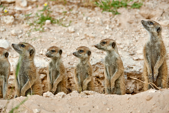 meerkat or suricate, Suricata suricatta