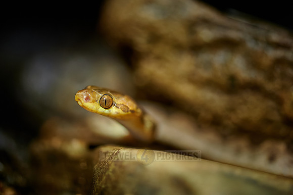 Northern Cat-eyed Snake (Leptodeira septentrionalis)