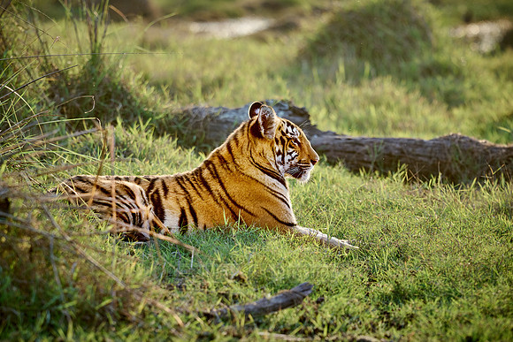 Bengal tiger cub (Panthera tigris tigris)