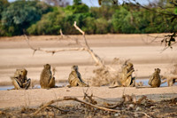 yellow baboon (Papio cynocephalus)