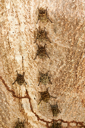 Proboscis bats or long-nosed bats (Rhynchonycteris naso)
