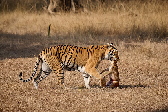 Tiger with prey in mouth