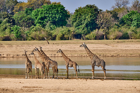 Thornicroft's giraffe (Giraffa camelopardalis thornicrofti)
