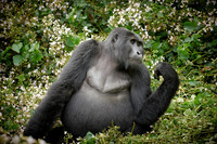 female mountain gorilla [Gorilla beringei beringei]