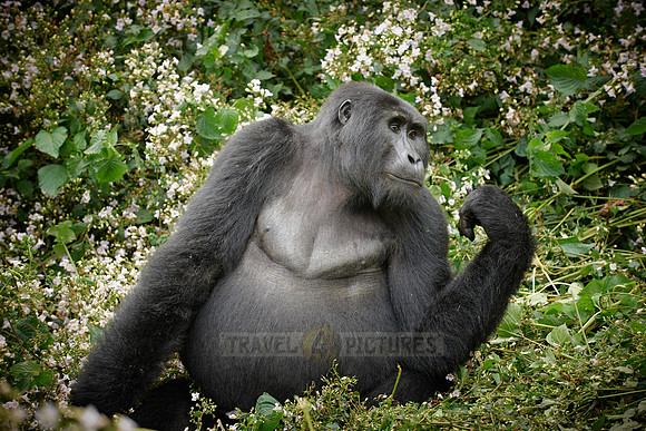 female mountain gorilla [Gorilla beringei beringei]