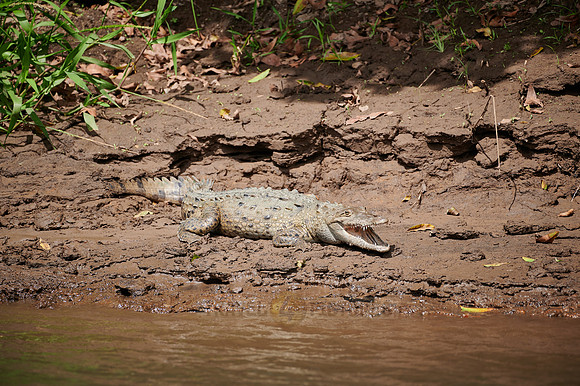 American Crocodile (Crocodylus acutus)