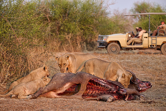tourists in a safari car watching a pride of lioness (Panthera leo) at buffalo kill