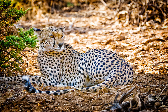 male cheetah, Acinonyx jubatus