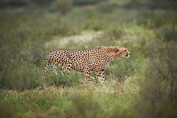 Gepard |Cheetah|