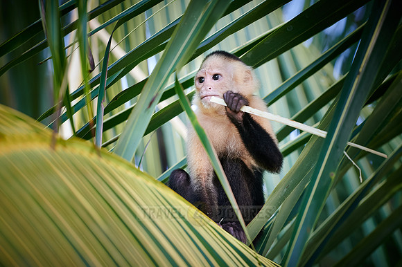 Panamanian white-faced capuchin (Cebus imitator)|