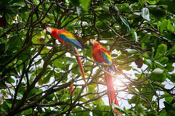 pair of Scarlet macaw (Ara macao)