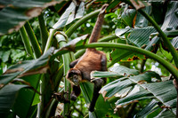 ornate spider monkey (Ateles geoffroyi ornatus)