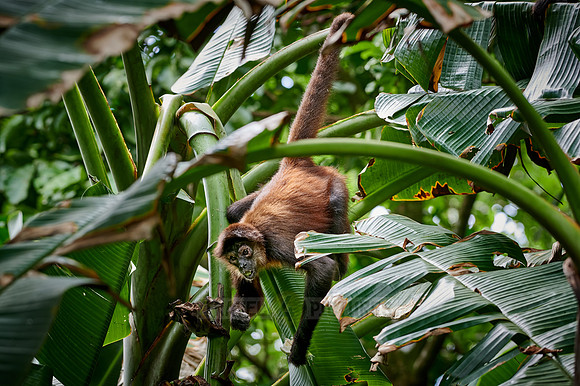 ornate spider monkey (Ateles geoffroyi ornatus)