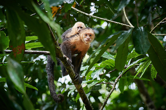 Panamanian white-faced capuchin (Cebus imitator)