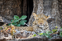 African leopard (Panthera pardus pardus)