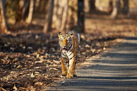 Bengal tiger (Panthera tigris tigris)