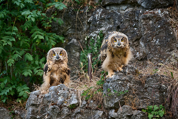 Eurasian eagle-owl (Bubo bubo), two youngster on a rock