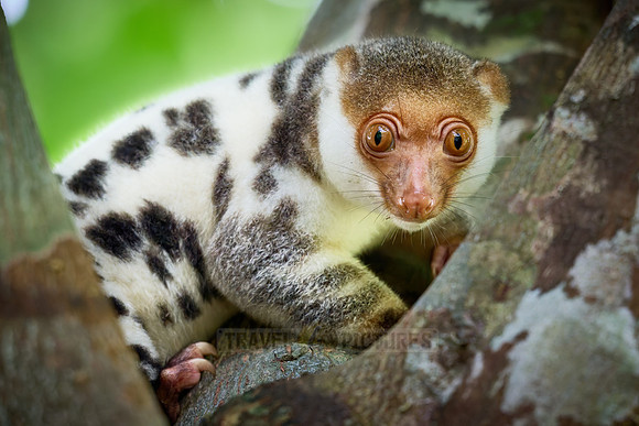 Waigeou cuscus or Waigeou spotted cuscus (Spilocuscus papuensis)