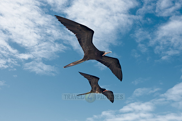 flying Frigatebird
