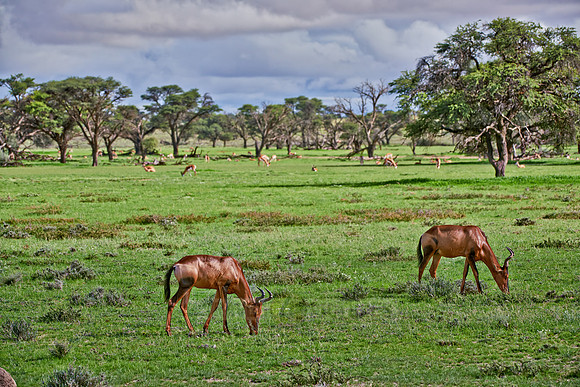Red hartebeest, Alcelaphus caam