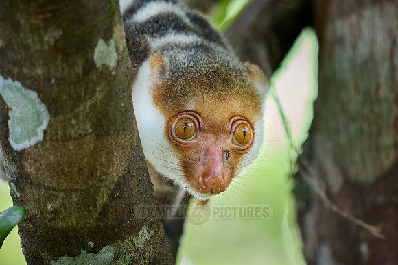 Waigeou cuscus or Waigeou spotted cuscus (Spilocuscus papuensis)