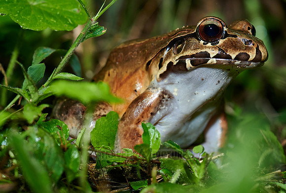 Savage thin-toed frog species of leptodactylid frog
