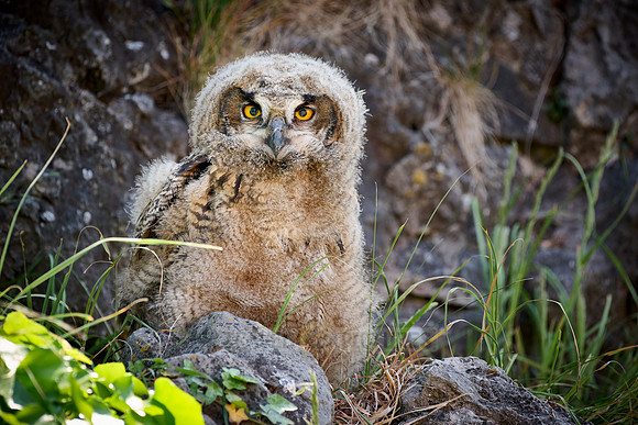 Eurasian eagle-owl (Bubo bubo), youngster on a rock