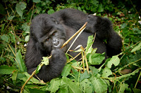young eating mountain gorilla
