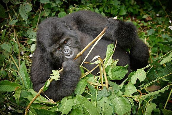 young eating mountain gorilla