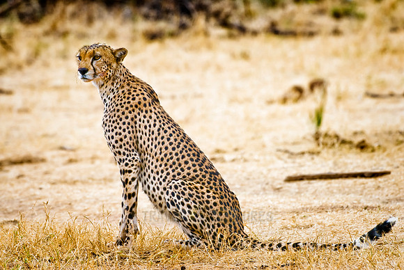 male cheetah, Acinonyx jubatus