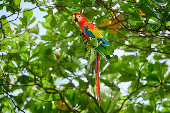 Scarlet macaw (Ara macao)