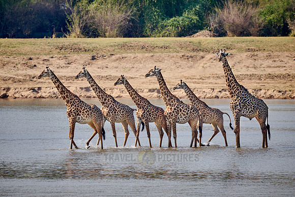 Thornicroft's giraffe (Giraffa camelopardalis thornicrofti)