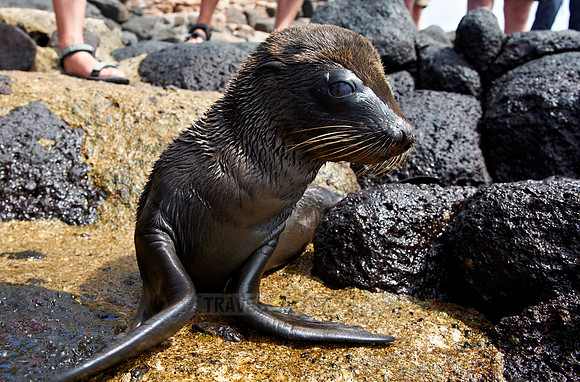 Galapagos-Seelöwe, Zalophus wollebaeki |Galapagos Sea Lion, Zalophus wollebaeki|