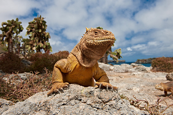 Galapagos Land Iguana