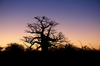 African baobab in front of sunrise