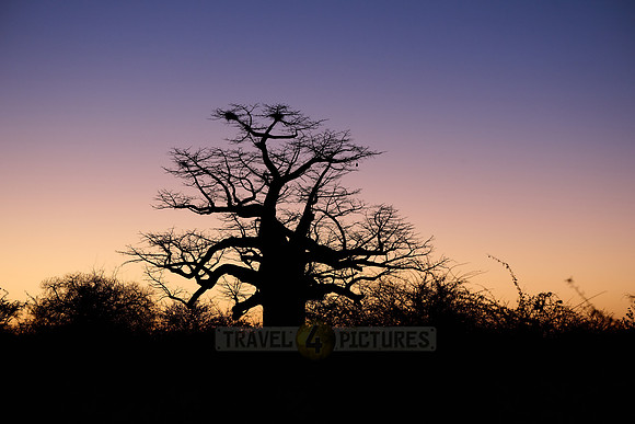 African baobab in front of sunrise