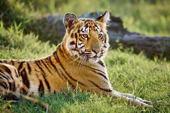 Bengal tiger cub (Panthera tigris tigris)