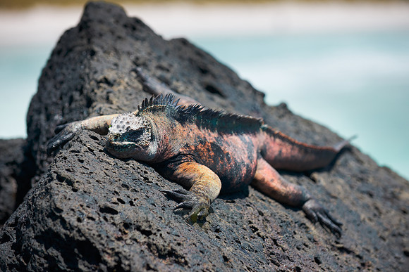 Marine Iguana, Amblyrhynchus cristatus
