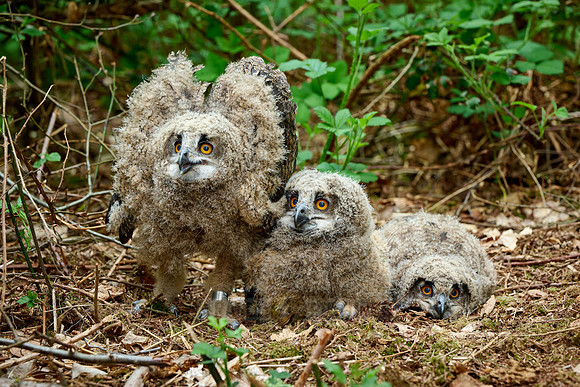 three Eurasian eagle-owl fledglings