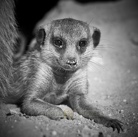 meerkat or suricate, Suricata suricatta