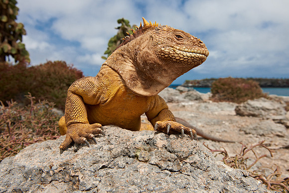 Galapagos Land Iguana