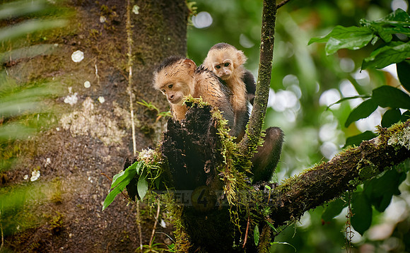 Panamanian white-faced capuchin (Cebus imitator)