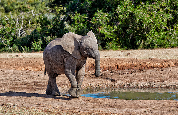 young African bush elephant